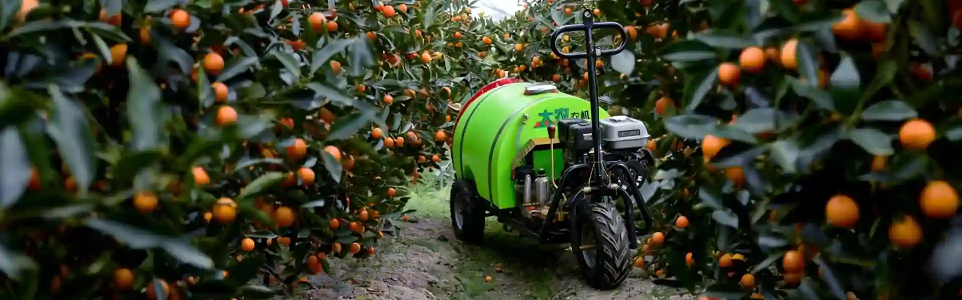 Self propelled orchard sprayer working in fruit orchard